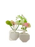 Mushroom LED Night Light – Smart Sensor, Colorful Glow